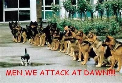 dogs watchin cat