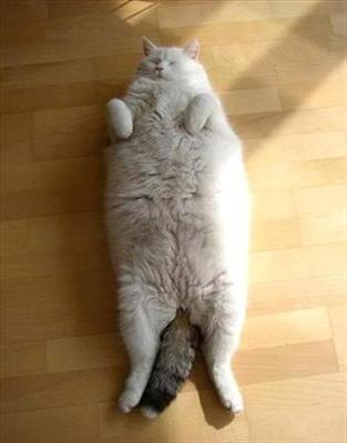 lazy dayz