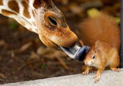 Odd Couple
