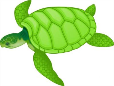 Sea Turtle