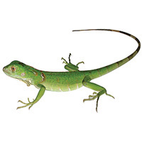 Baby Iguana