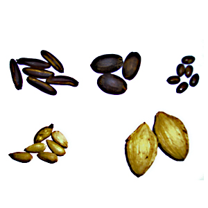 Planting Seeds