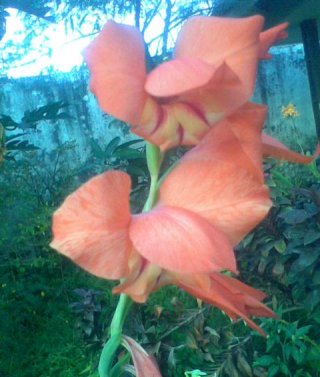 Bakung