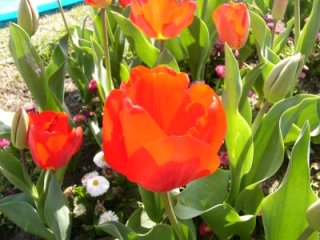 Tulip merah