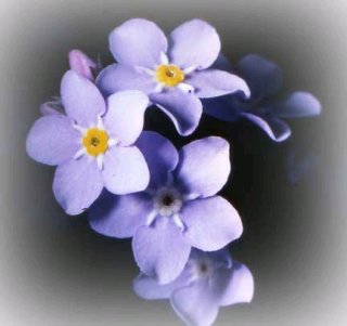 Forget-me-not