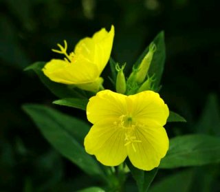 Primrose