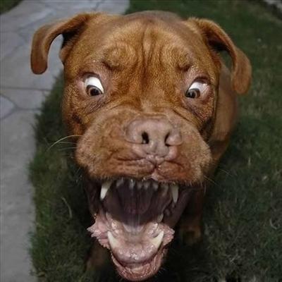Freaky Dog