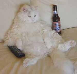 Lazy Cat