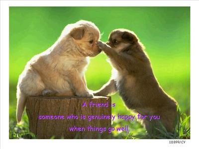 cute puppies