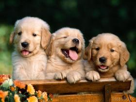 sweet puppies