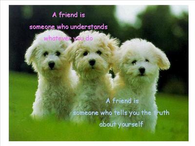 best white puppies