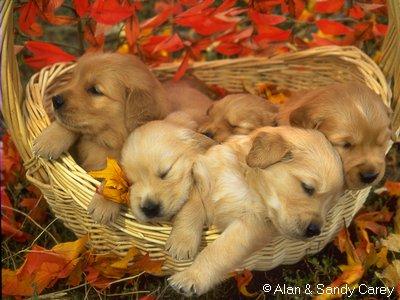 the basket