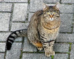 kedi