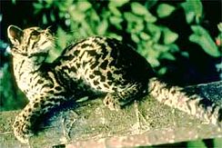 margay