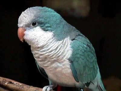 عصفور
