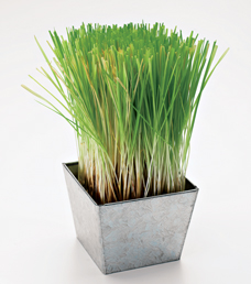 cat grass
