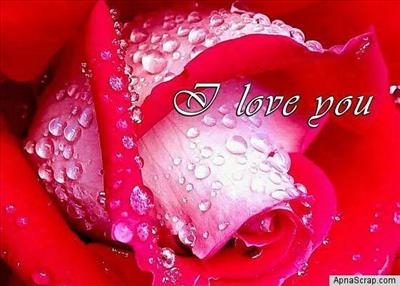 Love Rose