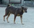 A Stray Dog