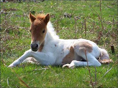 Foal