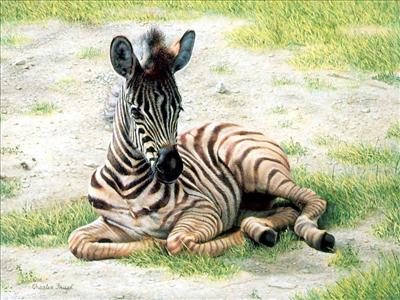 Zebra foal