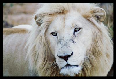 White Lion