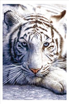 Snow Tiger
