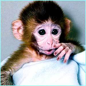 Monkey