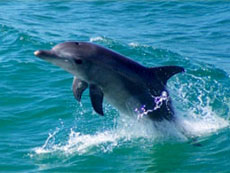 Dolphin