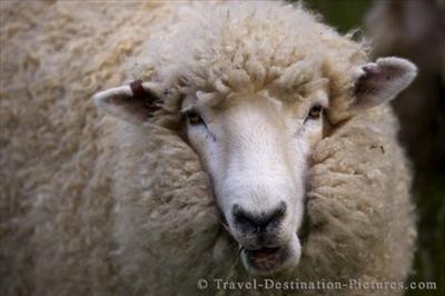 Sheep