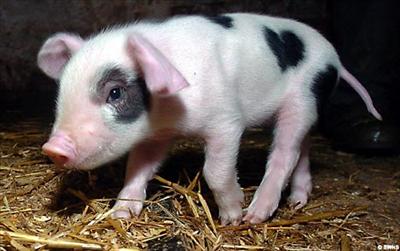 Piglet