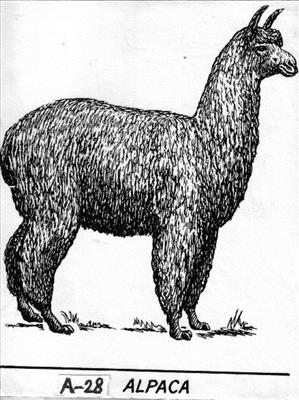 Alpaca