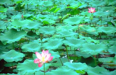 Lilly Pads