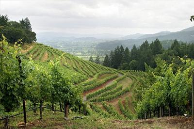 Napa Valley