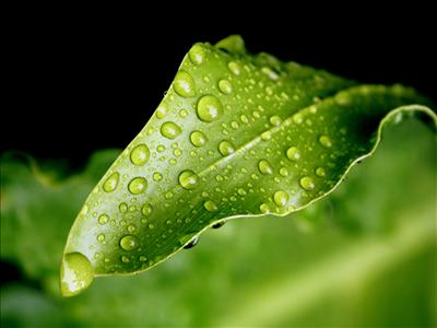 Nature Green