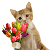 kedi ve gül