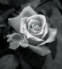 black & white rose