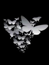 alot of butterflies