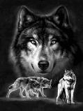 pack of wolves 