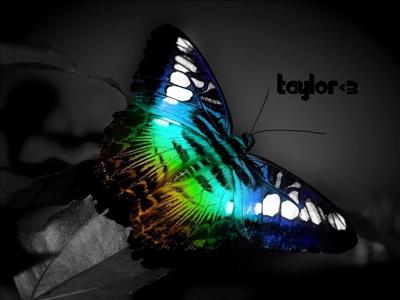 butterfly