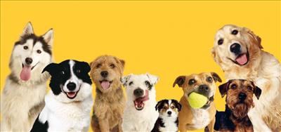 Dogs