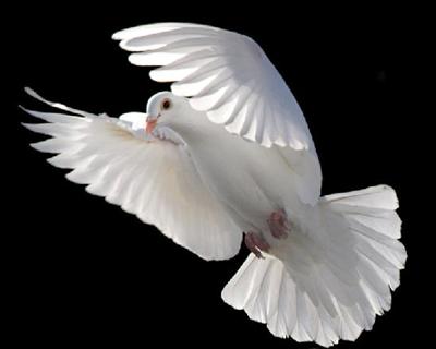 Dove