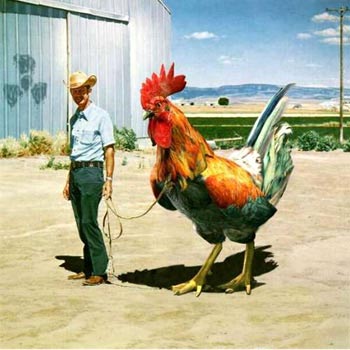Rooster (domestic)