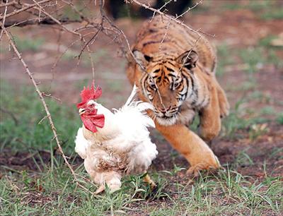 Tiger-cock