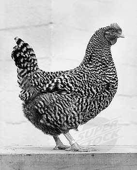 Chicken domesticus (code name:Graorka)
