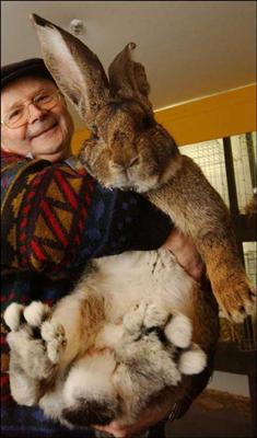 Bunny (Rabitus domesticus)