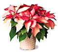 holiday poinsettia.