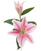 pink lily