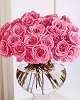 pink roses.