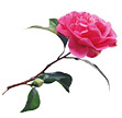 camellia blossem.