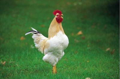 Hen for orphanage, Myanmar